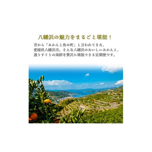 ふるさと納税 愛媛県 八幡浜市 ＜発送月固定定期便＞みかんと魚の定期便〜八幡浜の秋冬堪能コース全4回＜H25-88＞【4001081】｜furusatochoice｜03