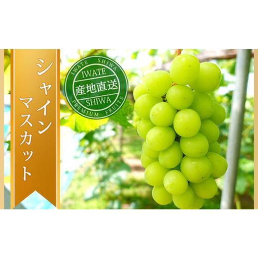 ふるさと納税 ぶどう マスカット 岩手県 紫波町 先行予約 シャインマスカット 約1kg (AR032) 9月下旬発送開始 紫波町産 贈答品 ギフト フルーツ 果物 葡萄 ブ…