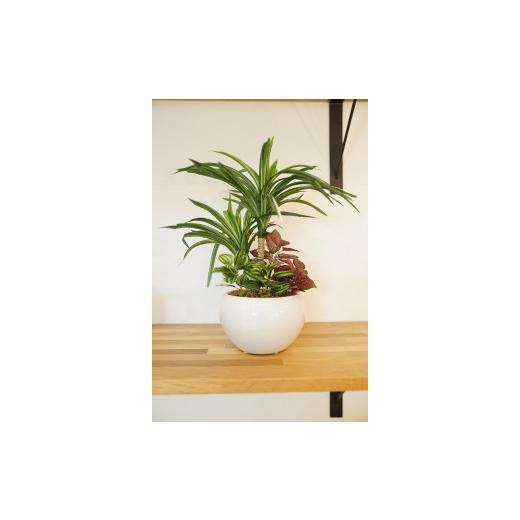 ふるさと納税 花・苗木 兵庫県 神戸市 人工観葉植物　ユッカ寄せ植えジャングルポット_3