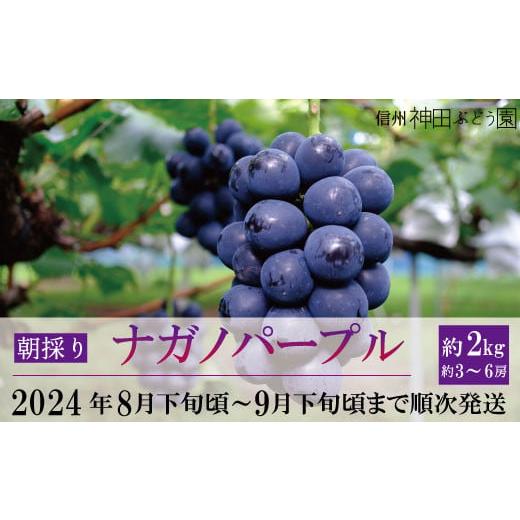 ふるさと納税 長野県 須坂市 朝採り ナガノパープル 約2kg(約3〜6房)[信州神田ぶどう園] 2024年発送 ※8月下旬頃〜9月下旬頃まで順次発送予…