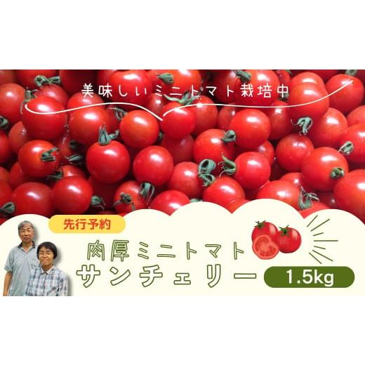 ふるさと納税 トマト ミニトマト 福島県 田村市 先行予約 ミニトマト サンチェリー 1.5kg 2026年7月発送 トマト とまと プチトマト 新鮮 野菜 農家直送 1キロ…