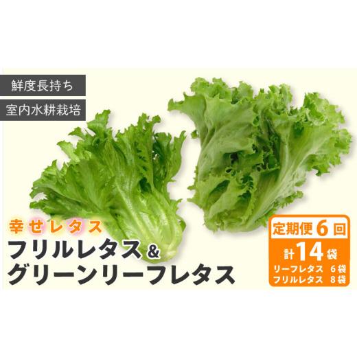 ふるさと納税 野菜類 徳島県 阿波市 野菜 詰め合わせ 定期便 6回 セット レタス 計14個 サラダ グリーンリーフレタス 6個 フリルレタス 8個 水耕栽培 幸せレタ…