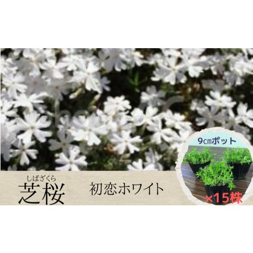 ふるさと納税 雑貨・日用品 花 千葉県 八街市 芝桜 3号ポット × 15株 入り[ 初恋ホワイト ]花苗 グランドカバー シバザクラ おおえどポカポカファーム 2026…