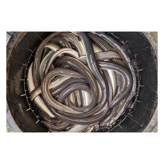 ふるさと納税 三重県 津市 職人手焼き「国産うなぎ」蒲焼き2尾セット 