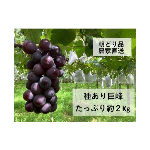 ふるさと納税 ぶどう 巨峰 愛知県 豊田市 農家直送(収穫日に発送) 種あり 巨峰 約2kg (4房以上) | 先行予約 巨峰 種なし きょほう キョホウ 直送 新鮮 朝採…