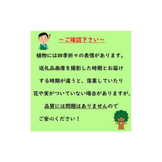 ふるさと納税 三重県 鈴鹿市 蘇鉄(ソテツ) 6号鉢カバー 常緑樹 (ガーデニング用)【1328025】｜furusatochoice｜05