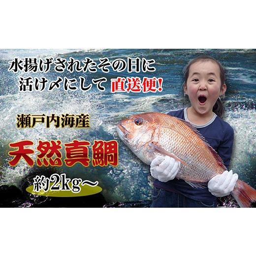 ふるさと納税 魚貝類 鯛 香川県 坂出市 下処理なし 瀬戸内海産 朝1番水揚げされた天然真鯛を直送致します。[特大サイズ] ご自宅用 丸ごと特大サイズの天然…