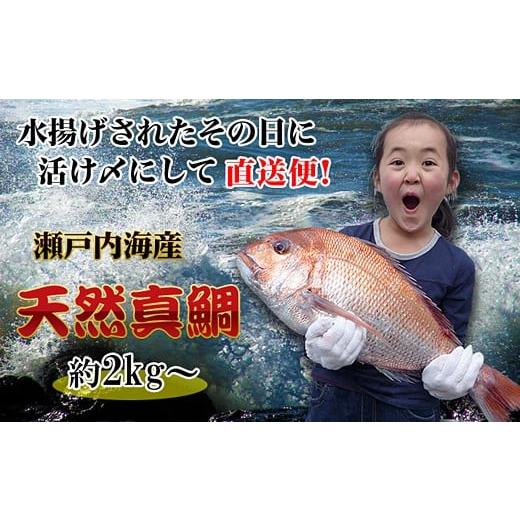 ふるさと納税 魚貝類 鯛 香川県 坂出市 ギフト用 下処理あり 瀬戸内海産 朝1番水揚げされた天然真鯛を直送致します。[特大サイズ] ギフト用 丸ごと特大サイ…