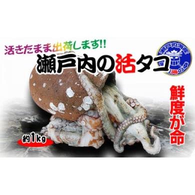 ふるさと納税 香川県 坂出市 瀬戸内海産 水揚げされたばかりの活タコ1kg