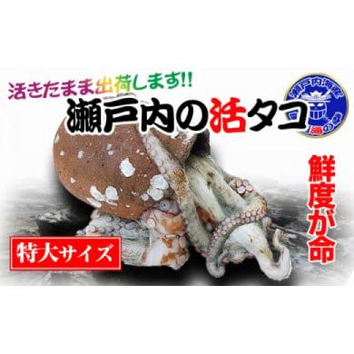 ふるさと納税 香川県 坂出市 瀬戸内海産 水揚げされたばかりのジャンボ活大タコ