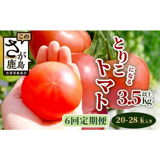 ふるさと納税 野菜類 トマト 佐賀県 鹿島市 6回定期便 先行受付 2026年12月下旬より順次発送予定|とりこになるトマト 3.5kg以上|トマト 野菜 農家直送 ギフ…