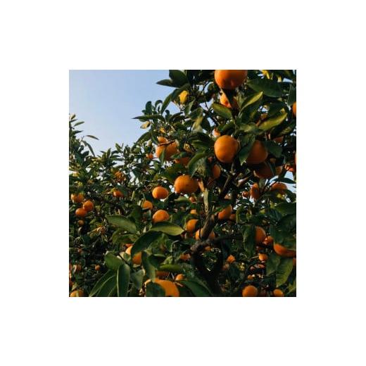 ふるさと納税 果物類 みかん 和歌山県 海南市  紀州伝統の味 下津 蔵出し みかん （ 高糖系品種 丹生系 ） 2kg Ｓ〜Ｌ混合サイズ 先行予約 |  | 02