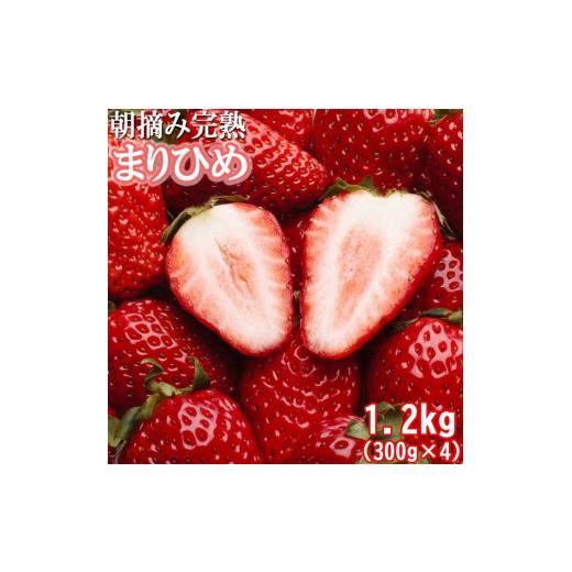 ふるさと納税 いちご 和歌山県 高野町 朝摘み完熟まりひめ約1.2kg(300g前後×4トレイ)[和歌山ブランド苺まりひめ][こだわりの土耕栽培のいちごを農家直送…