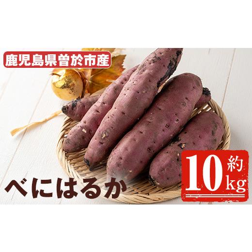 ふるさと納税 野菜類 サツマイモ 鹿児島県 曽於市  先行予約受付中 2026年8月以降順次発送予定 鹿児島県曽於市産 新物 紅はるか(10kg) 芋 さつまいも 紅はるか…の画像