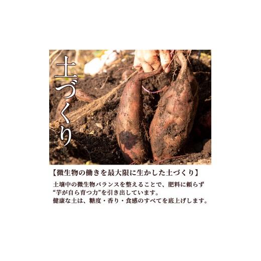 ふるさと納税 野菜類 サツマイモ 鹿児島県 曽於市  先行予約受付中 2026年8月以降順次発送予定 鹿児島県曽於市産 新物 紅はるか(10kg) 芋 さつまいも 紅はるか…の画像