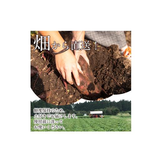 ふるさと納税 野菜類 サツマイモ 鹿児島県 曽於市  先行予約受付中 2026年8月以降順次発送予定 鹿児島県曽於市産 新物 紅はるか(10kg) 芋 さつまいも 紅はるか…の画像