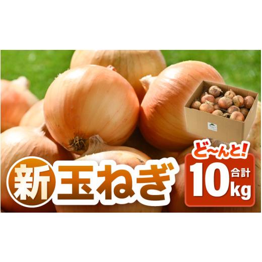 ふるさと納税 野菜類 玉ねぎ 福井県 あわら市  先行予約 採れたて 新玉ねぎ 10kg（サイズ S M L ミックス）田んぼで育てた甘くて柔らか自慢の玉ねぎ ／ 常備 …の画像