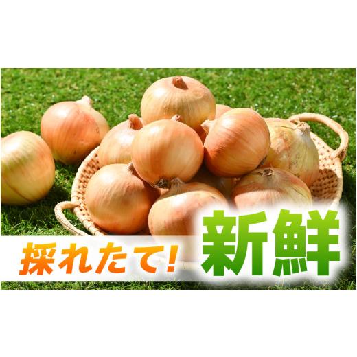 ふるさと納税 野菜類 玉ねぎ 福井県 あわら市  先行予約 採れたて 新玉ねぎ 10kg（サイズ S M L ミックス）田んぼで育てた甘くて柔らか自慢の玉ねぎ ／ 常備 …の画像