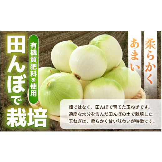 ふるさと納税 野菜類 玉ねぎ 福井県 あわら市  先行予約 採れたて 新玉ねぎ 10kg（サイズ S M L ミックス）田んぼで育てた甘くて柔らか自慢の玉ねぎ ／ 常備 …の画像