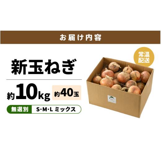 ふるさと納税 野菜類 玉ねぎ 福井県 あわら市  先行予約 採れたて 新玉ねぎ 10kg（サイズ S M L ミックス）田んぼで育てた甘くて柔らか自慢の玉ねぎ ／ 常備 …の画像