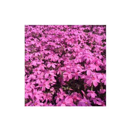 ふるさと納税 三重県 鈴鹿市 芝桜(シバザクラ)オータムローズ ピンク 9cmポット 30株セット