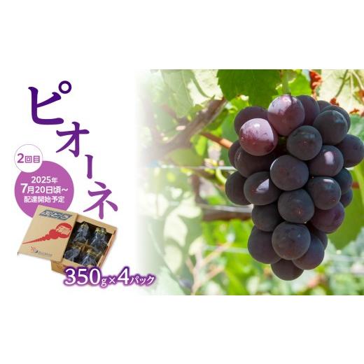 ふるさと納税 果物類 ぶどう 福岡県 八女市  先行受付 ぶどう定期便 全3回 JAふくおか八女 ぶどう食べ比べ便 各1.4kg（種なし巨峰 ピオーネ シャインマスカッ…の画像