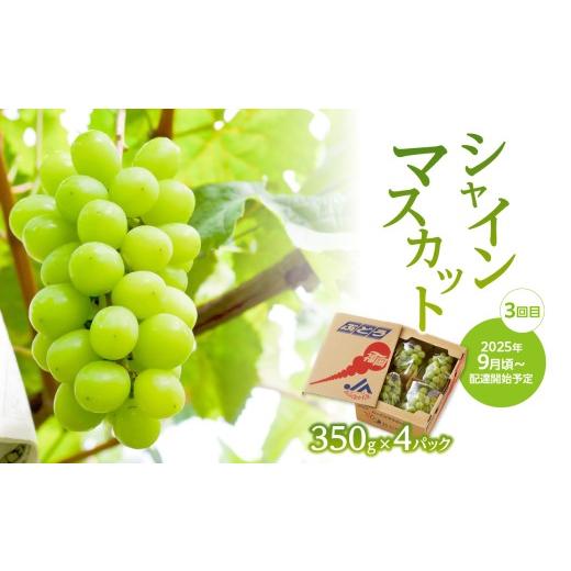 ふるさと納税 果物類 ぶどう 福岡県 八女市  先行受付 ぶどう定期便 全3回 JAふくおか八女 ぶどう食べ比べ便 各1.4kg（種なし巨峰 ピオーネ シャインマスカッ…の画像