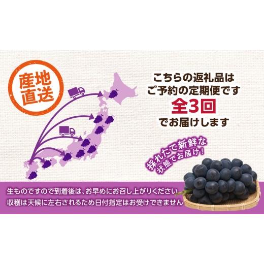 ふるさと納税 果物類 ぶどう 福岡県 八女市  先行受付 ぶどう定期便 全3回 JAふくおか八女 ぶどう食べ比べ便 各1.4kg（種なし巨峰 ピオーネ シャインマスカッ…の画像