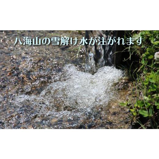 高評価続出！ ふるさと納税 新潟県 南魚沼市 【頒布会】南魚沼産コシヒカリ　八富米　農薬7割減の特別栽培米　無洗米５ｋｇ×全１２回 【HO1986128931】(69960円)