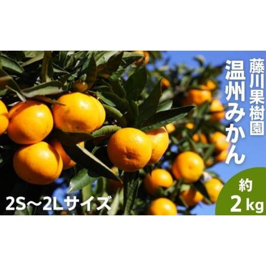 ふるさと納税 果物類 みかん 香川県 観音寺市 2026年秋よりお届け フジカワ温州みかん 約2kg 果物 柑橘 フルーツ おやつ 間食 デザート 食後 極早生 早生 甘い… | 