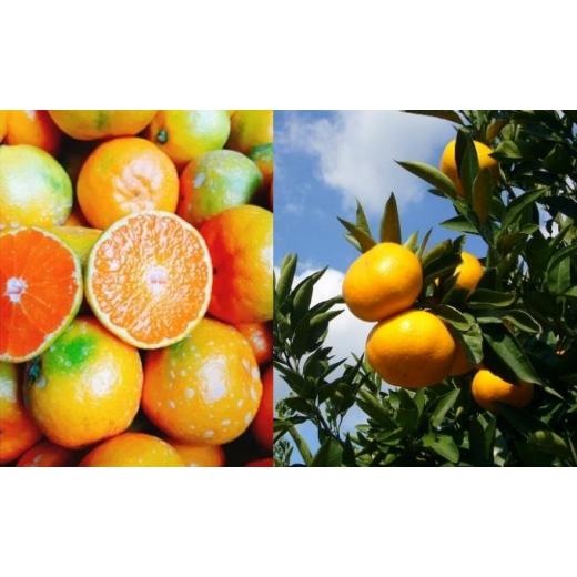 ふるさと納税 果物類 みかん 香川県 観音寺市 2026年秋よりお届け フジカワ温州みかん 約2kg 果物 柑橘 フルーツ おやつ 間食 デザート 食後 極早生 早生 甘い… |  | 02