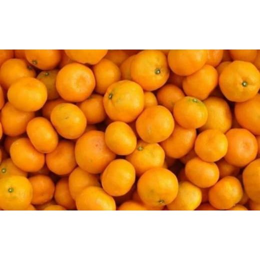 ふるさと納税 果物類 みかん 香川県 観音寺市 2026年秋よりお届け フジカワ温州みかん 約2kg 果物 柑橘 フルーツ おやつ 間食 デザート 食後 極早生 早生 甘い… |  | 03