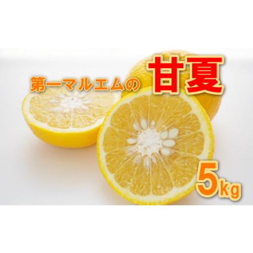 ふるさと納税 みかん・柑橘類 愛媛県 愛南町 先行予約 甘夏 秀品 5kg 減農薬 柑橘 フルーツ 愛媛みかん ポンカン 文旦 河内晩柑 温州みかん ブラッド オレンジ…