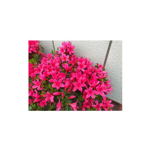 ふるさと納税 三重県 鈴鹿市 花付きの良いサツキの品種　伊勢小町　ボリューム株3本セット【1101554】 