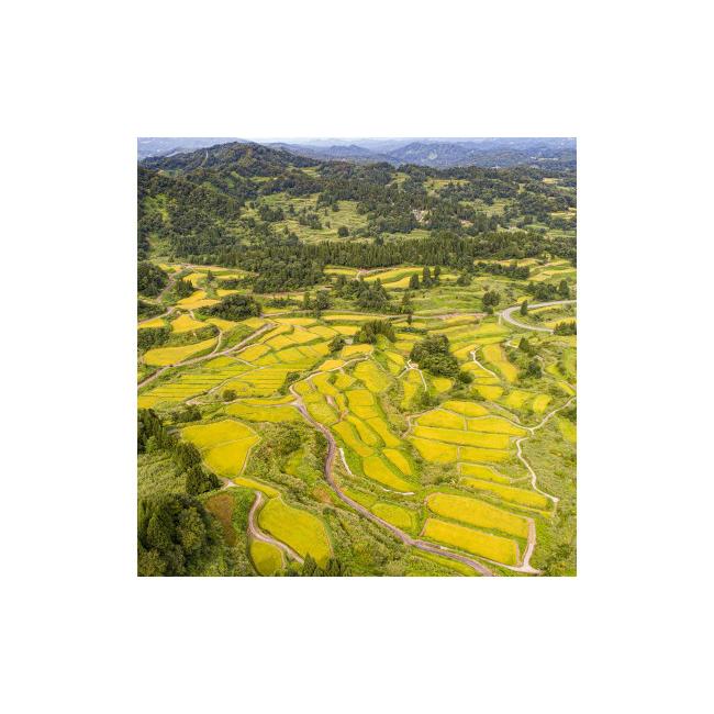 ふるさと納税 新潟県 十日町市 定期便！魚沼産 新之助【合計120kg】20kg×6回