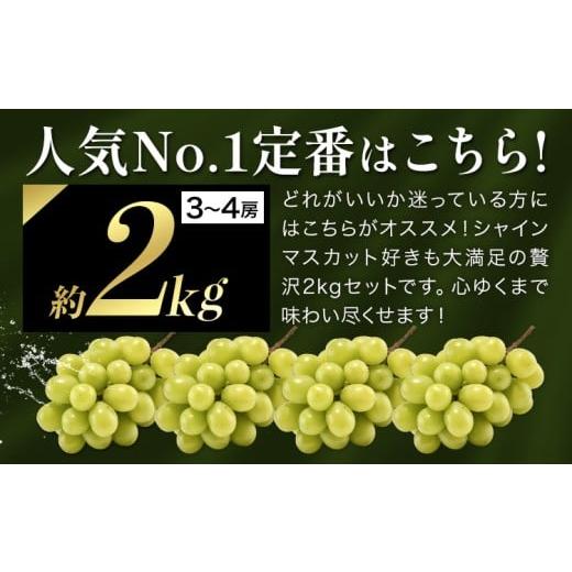 ふるさと納税 ぶどう マスカット 岡山県 矢掛町 2026年出荷先行予約
