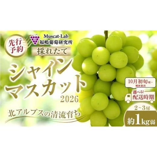 ふるさと納税 ぶどう マスカット 長野県 大町市 先行予約 A 2026 シャインマスカット 2房〜3房 約1kg弱 2026年10月初旬頃〜順次発送予定 長野県産 国…