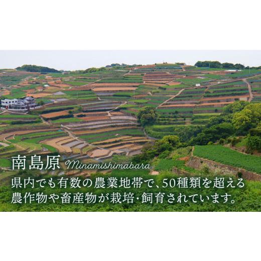 ふるさと納税 野菜類 きのこ 長崎県 南島原市  6回定期便 隔月 きのこ定期便 厳選セット 4品目「6回（隔月）」 ／ 特選キノコ 詰め合わせ きのこ キノコ きの…_8