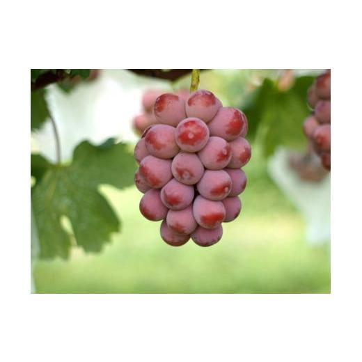 山形のぶどう｜山形県産の人気の美味しいブドウお取り寄せの通販 2025年 山形県産 幸せを呼ぶ黄色いさくらんぼ 月山錦 1kg（希少品