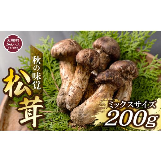 ふるさと納税 スポーツ・アウトドア 岩手県 大槌町 [先行予約] 令和8年10月より発送 秋の味覚 松茸ミックスサイズ 200g(MJ)国産 岩手 岩手県 土瓶蒸し 松…