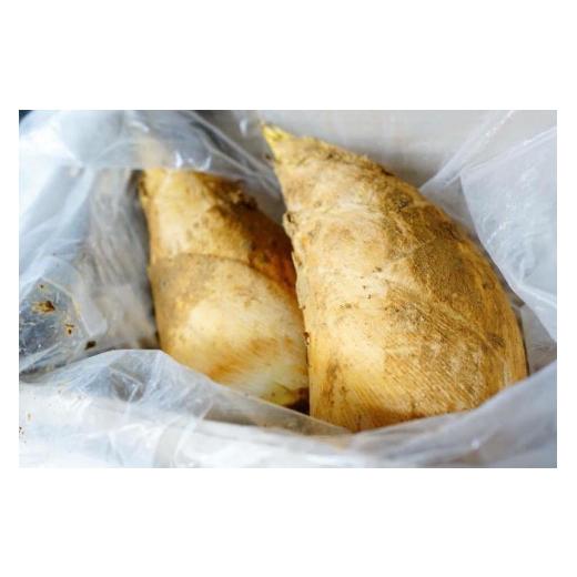 ふるさと納税 野菜類 京都府 京都市 たけのこ旬一 朝掘り塚原産たけのこ2kg[ 京都 塚原 京たけのこ 筍 ミシュラン テレビで紹介 人気 おすすめ お取り寄せ …