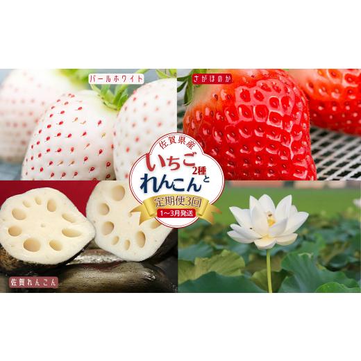 ふるさと納税 いちご 佐賀県 佐賀市 先行受付 定期便3回 佐賀県産 いちごとれんこん 2027年1〜3月発送 さがほのか パールホワイト 苺 イチゴ 蓮根:B420-001 …