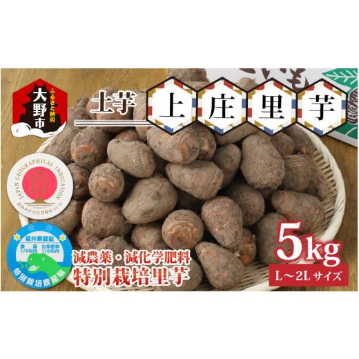 ふるさと納税 人参・大根・他根菜 福井県 大野市 先行予約 減農薬・減化学肥料の特別栽培里芋上庄里芋 土芋5kg 10月上旬から順次発送 農家直送