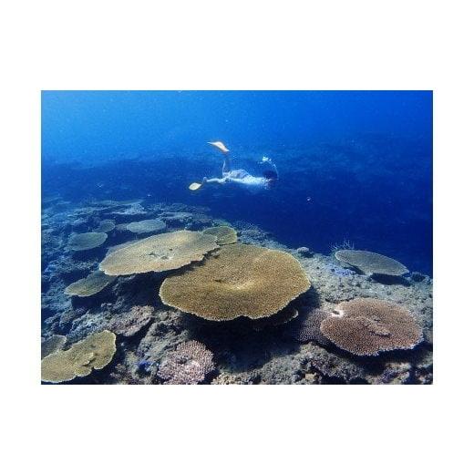 ふるさと納税 体験チケット 鹿児島県 奄美市 ボートシュノーケリング体験(大人1名様) A108-001-02 大人1名様