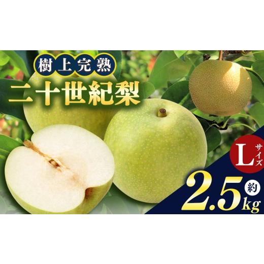 ふるさと納税 梨 奈良県 大淀町 S4 奈良県産 20世紀梨 Lサイズ 化粧箱 2.5kg以上 10玉 | 果物 くだもの フルーツ 梨 なし ナシ 完熟梨 完熟 20世紀梨 奈良県 …