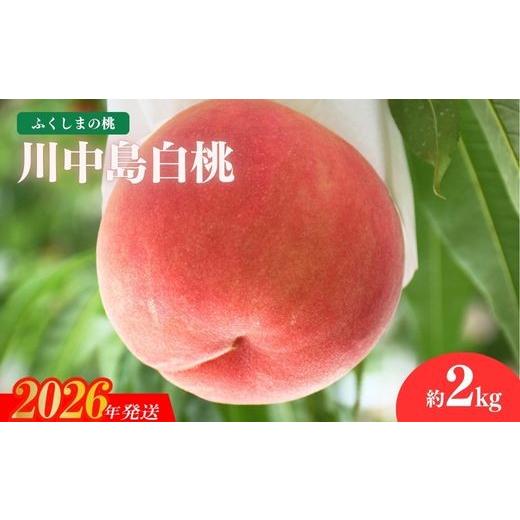 ふるさと納税 もも 福島県 福島市 No.2212 もも「川中島白桃」約2kg 2026年発送 先行予約の画像