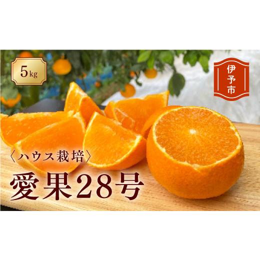 ふるさと納税 みかん・柑橘類 愛媛県 伊予市 2026年先行予約 みかん