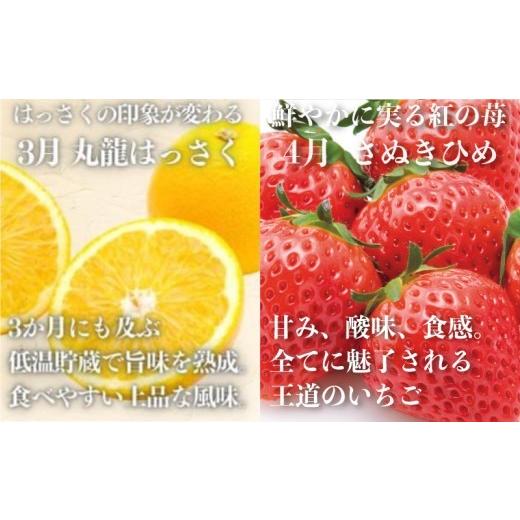ふるさと納税 果物の詰合せ 香川県 丸亀市 絶品フルーツの定期便 -旬の果実便り- 12ヶ月 讃州丸亀 定期便 フルーツ セット 詰め合わせ 小原紅早生みかん いち…_5