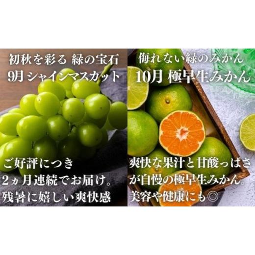 ふるさと納税 果物の詰合せ 香川県 丸亀市 絶品フルーツの定期便 -旬の果実便り- 12ヶ月 讃州丸亀 定期便 フルーツ セット 詰め合わせ 小原紅早生みかん いち…_8
