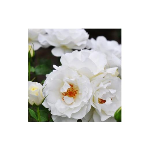 ふるさと納税 雑貨・日用品 花 埼玉県 杉戸町 育てやすい次世代のバラ グラシアール 6号鉢植え品 0184